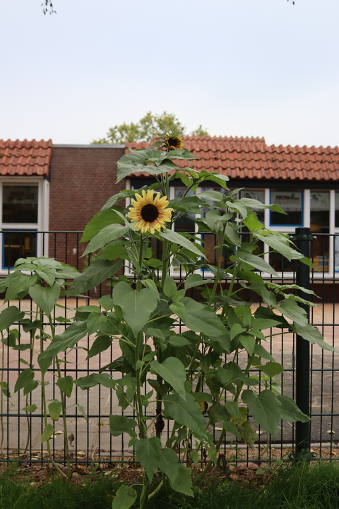 zonnebloemen