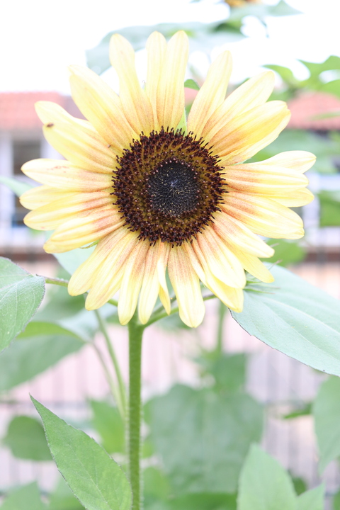 zonnebloemen