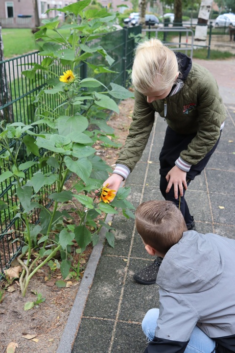 zonnebloemen